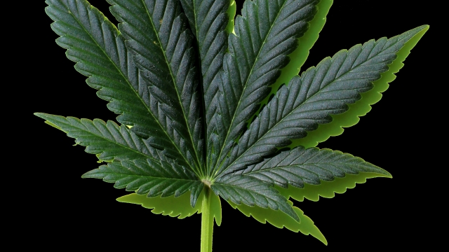 The Growing Buzz: Exploring the World of Marijuana