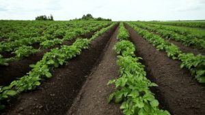 The Ultimate Guide to Growing Perfect Potatoes