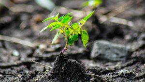 Unearthing the Power of Organic Soils: A Natural Path to Sustainable Gardening