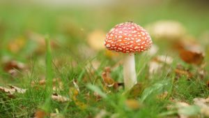 Fungi Fun: Unveiling the Secrets of Successful Mushroom Growing