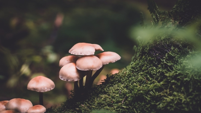 Unleashing the Fungal Magic: A Beginner’s Guide to Mushroom Growing