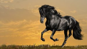 Elevate Your Equine’s Health: The Power of Horse Supplements, Care, and Vitamins