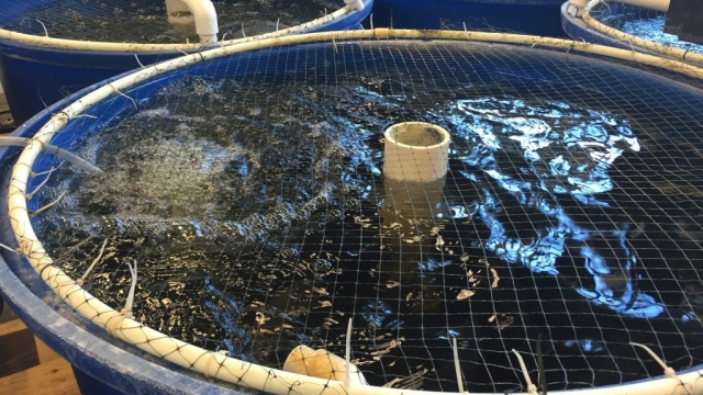 Revolutionizing Aquaculture: The Future of Sustainable Fish Farming