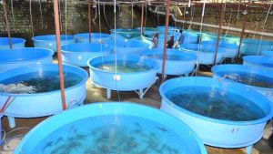 Revolutionizing the Waters: The Future of Aquaculture Technology