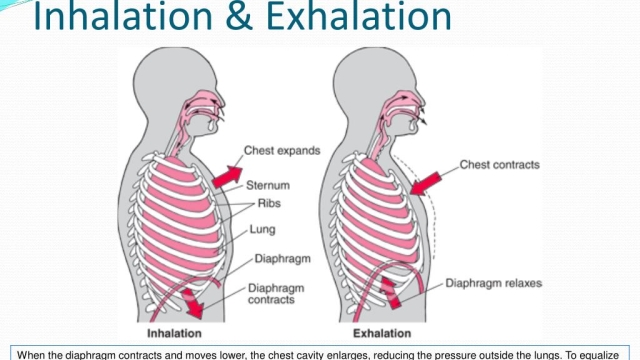 Breathing Easy: The Evolution and Innovation of Inhalation Devices