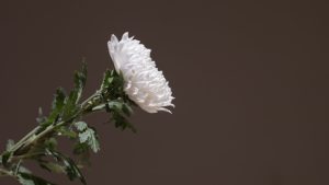 Cremation and Science: What Happens at the Molecular Level?